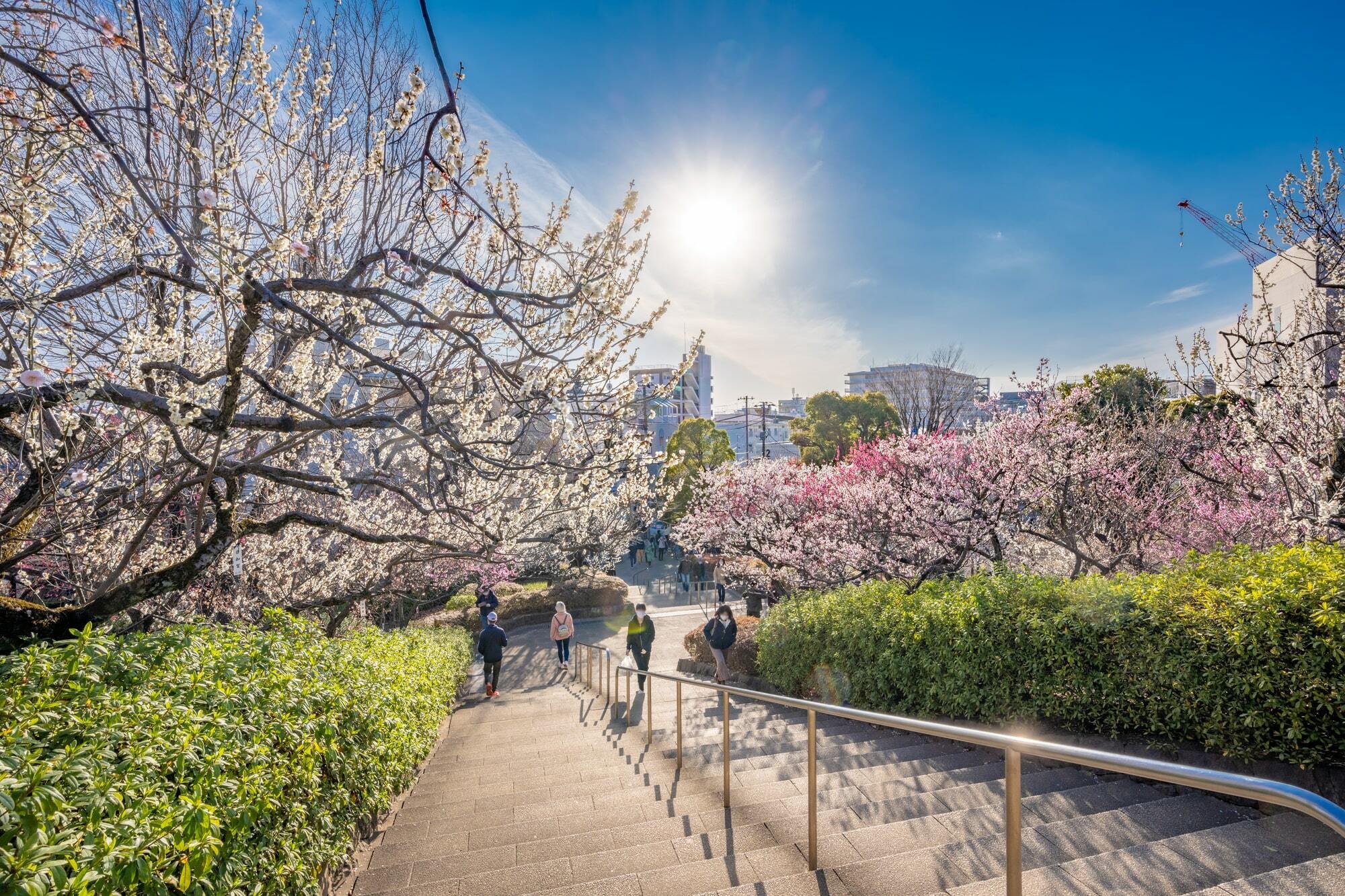 🏞️ 하네기 공원 이미지 9